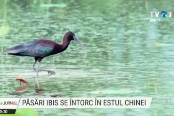 Păsări Ibis, considerate dispărute, au apărut în estul Chinei