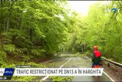Drumarii taie preventiv copacii care se pot prăbuși pe șosea, în Harghita