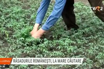 Răsadurile românești sunt la mare căutare. Cultivatorii nu mai sunt atrași de soiurile din import, care au invadat piețele