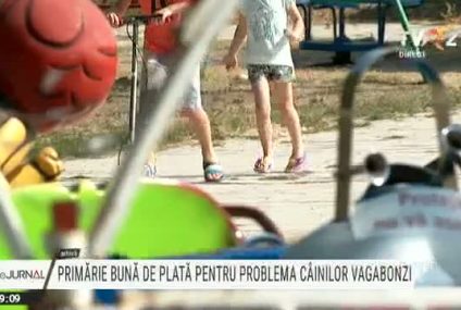 Primăria Mediaș, bună de plată. Despagubiri pentru o fetiță mușcată de un câine maidanez