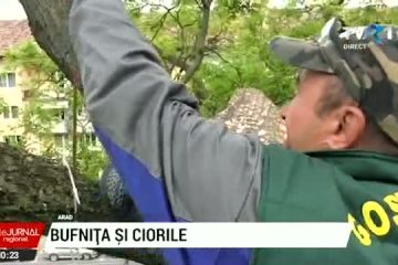 ARAD | „Panică” printre ciori. O bufniță artificială se „luptă” cu cele mai inteligente păsări pentru a le alunga din oraș