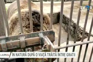 În natură, după o viață trăită în spatele gratiilor. Ursoaica de la Grădina Zoologică Rădăuți a ajuns la Sanctuarul din Zărnești