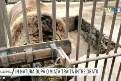 În natură, după o viață trăită în spatele gratiilor. Ursoaica de la Grădina Zoologică Rădăuți a ajuns la Sanctuarul din Zărnești