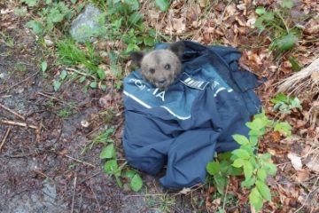 Puiul de urs găsit accidentat în Porumbacu de Sus a ajuns la Grădina Zoologică din Sibiu