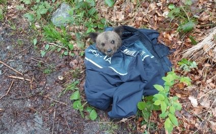 Puiul de urs găsit accidentat în Porumbacu de Sus a ajuns la Grădina Zoologică din Sibiu