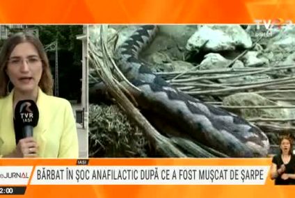 Bărbat din Iași, în șoc anafilactic după ce a fost mușcat de un șarpe