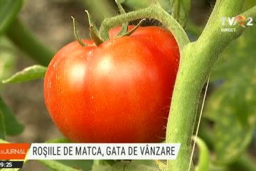 Roșiile de Matca sunt gata de vânzare. Un kilogram costă 4 lei la producător, pe o piață sufocată de importuri