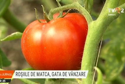 Roșiile de Matca sunt gata de vânzare. Un kilogram costă 4 lei la producător, pe o piață sufocată de importuri