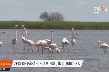 Zeci de păsări flamingo au poposit pe Lacul Nuntaşi din Rezervația Biosferei Delta Dunării