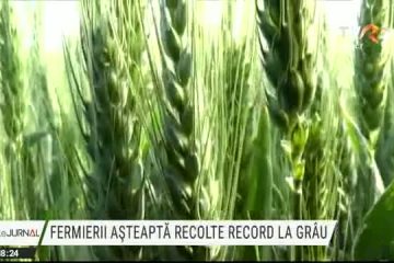 Fermierii se așteaptă la recolte record de grâu, în urma precipitațiilor abundente