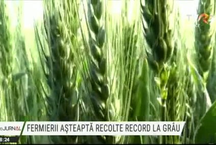 Fermierii se așteaptă la recolte record de grâu, în urma precipitațiilor abundente