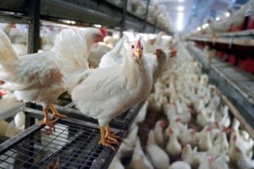 Dâmboviţa: Focar de salmonella la o fermă de găini. 48.000 de păsări vor fi incinerate