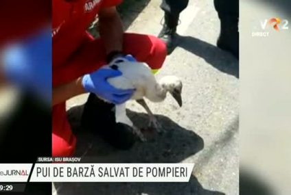 Un pui de barză cu un picior rupt a fost salvat de pompieri după ce a căzut din cuib