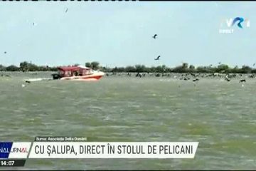 Delta Dunării: Cu șalupa, direct în stolul de pelicani!
