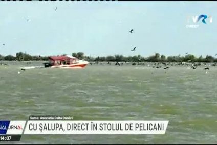 Delta Dunării: Cu șalupa, direct în stolul de pelicani!