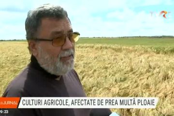 Culturile agricole, afectate de ploile abundente