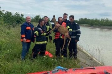 O căprioară căzută în râul Bistriţa a fost salvată de pompierii de la ISU Neamț