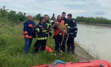 O căprioară căzută în râul Bistriţa a fost salvată de pompierii de la ISU Neamț