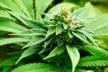 Tânăr clujean, prins în flagrant ridicând un colet cu patru kilograme de cannabis, expediat din Spania