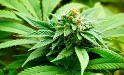 Tânăr clujean, prins în flagrant ridicând un colet cu patru kilograme de cannabis, expediat din Spania