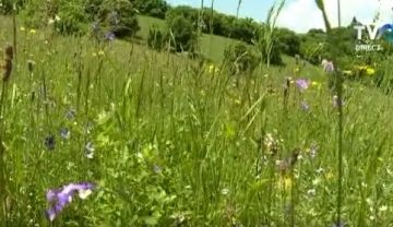 Florile de câmp, minunile naturii din Carpați