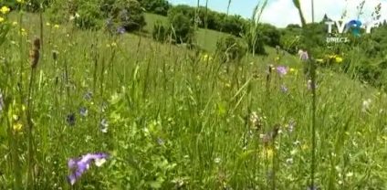 Florile de câmp, minunile naturii din Carpați