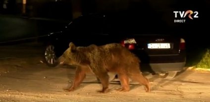 Covasna: Bărbat rănit grav după ce a fost atacat de urs. În ultima săptămâna, ISU a transmis 14 mesaje de avertizare RO ALERT despre prezenţa urşilor în Harghita
