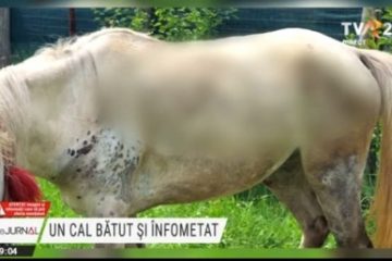 S-a ales cu dosar penal după ce și-a bătut calul infometat