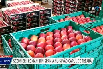 Exclusivitate-Spania: Românii, angajați de bază în industria fructelor. O corespondență de la Oana Dobrescu