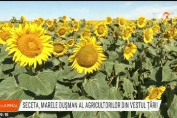 Seceta, dușmanul agricultorilor din vestul țării