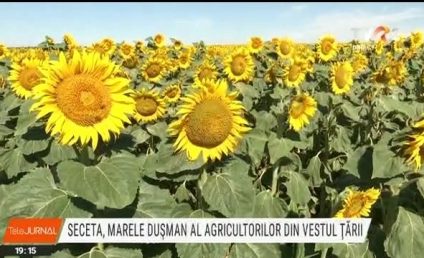 Seceta, dușmanul agricultorilor din vestul țării