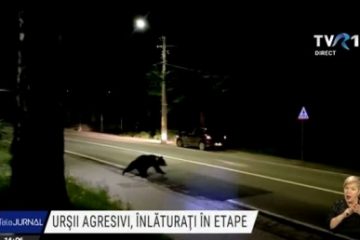 Ce măsuri cuprinde ordonanța care își propune să rezolve problema urșilor agresivi