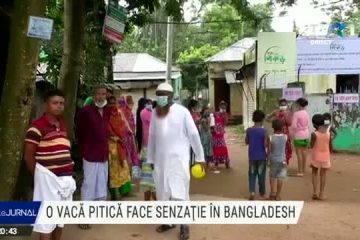 Rani, cea mai mică văcuță din lume, face senzație în Bangladesh