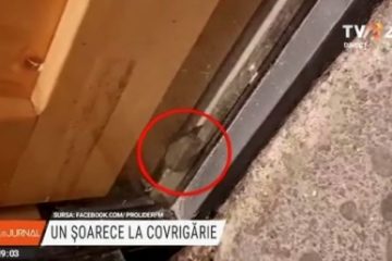 Șoarece filmat în interiorul uneia dintre cele mai cunoscute covrigării din Galați