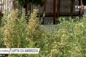 Lupta cu ambrozia. An de an, tot mai mulți oameni sunt diagnosticați cu alergie la polenul plantei și ajung la medic