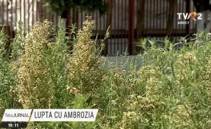 Lupta cu ambrozia. An de an, tot mai mulți oameni sunt diagnosticați cu alergie la polenul plantei și ajung la medic