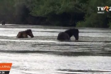 Insula Ostrov, rezervație naturală, paradisul păsărilor și cailor sălbatici, destinație turistică tot mai vizitată