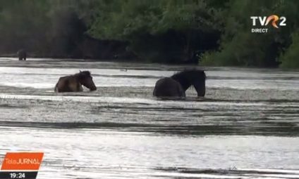 Insula Ostrov, rezervație naturală, paradisul păsărilor și cailor sălbatici, destinație turistică tot mai vizitată