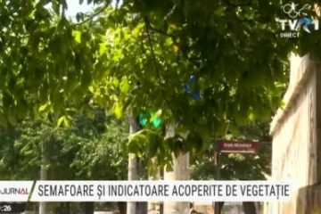 „Ca șofer te încurcă pentru că nu știi ce este, ce vine”. Semafoare și indicatoare acoperite de vegetație în București