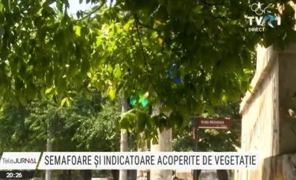 „Ca șofer te încurcă pentru că nu știi ce este, ce vine”. Semafoare și indicatoare acoperite de vegetație în București