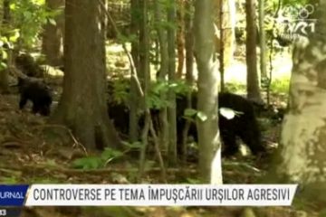 Controverse pe tema împuşcării urşilor agresivi. ONG-urile au depus petiții, primarii au nemulțumiri