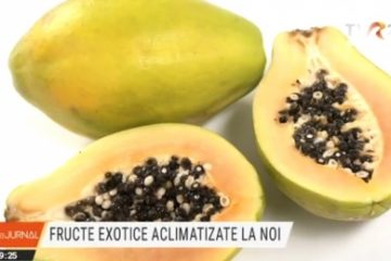 Kiwi, kaki, pawpaw, fructe exotice aclimatizate în România. Cercetări la stațiunea pomicolă Istrița