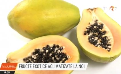 Kiwi, kaki, pawpaw, fructe exotice aclimatizate în România. Cercetări la stațiunea pomicolă Istrița