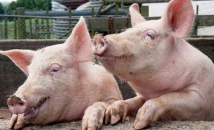Focar de pestă porcină la Miercurea Sibiului. 80 de animale au fost sacrificate