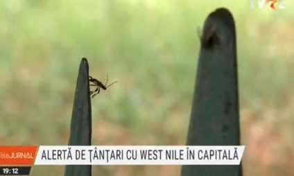 Virusul West Nile, depistat la țânțari în București. Nicuşor Dan: Am intensificat tratamentele în zonele cu ţânţari purtători; nu există niciun caz de îmbolnăvire