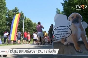 Cățel din adăpost, caut stăpân. Târg de adopții în Parcul Izvor din Capitală