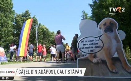 Cățel din adăpost, caut stăpân. Târg de adopții în Parcul Izvor din Capitală