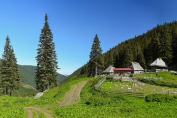 Mureş: Bărbat, găsit mort lângă o stână; posibil să fi fost atacat de animale sălbatice