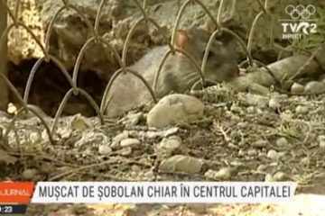 Un tânăr a fost mușcat de un șobolan chiar în centrul Capitalei. Primarul Nicușor Dan susține că tratamentele de deratizare sunt în grafic