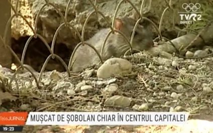 Un tânăr a fost mușcat de un șobolan chiar în centrul Capitalei. Primarul Nicușor Dan susține că tratamentele de deratizare sunt în grafic